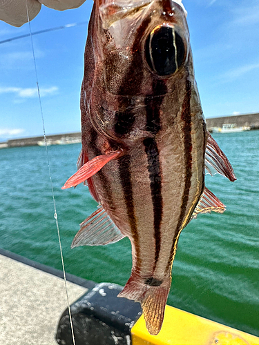 オオスジイシモチの釣果