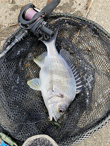 キビレの釣果