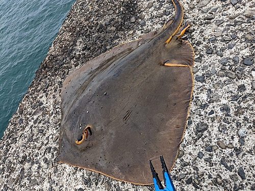 サメの釣果