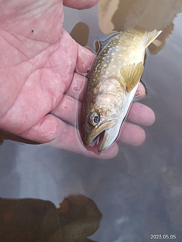 イワナの釣果