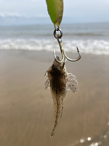 メゴチの釣果