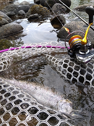 ニジマスの釣果