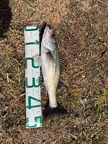 フッコ（マルスズキ）の釣果