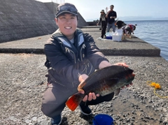 ブダイの釣果