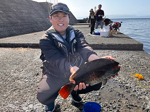 ブダイの釣果