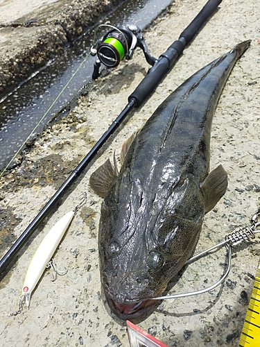 マゴチの釣果