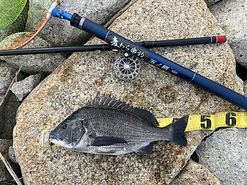 クロダイの釣果