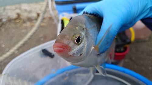 ウミタナゴの釣果