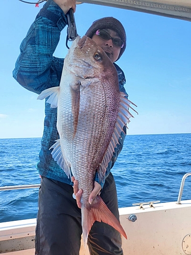 マダイの釣果