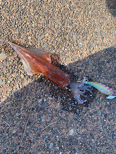 ケンサキイカの釣果