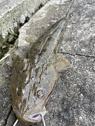 マゴチの釣果