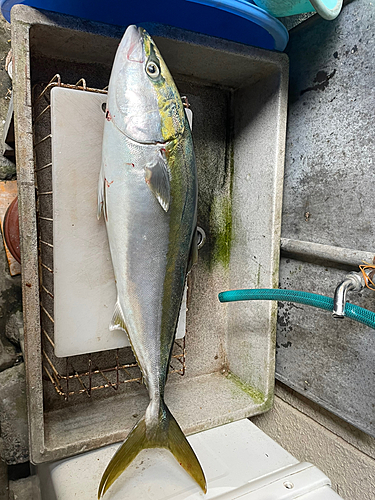 ワラサの釣果