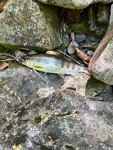 アマゴの釣果