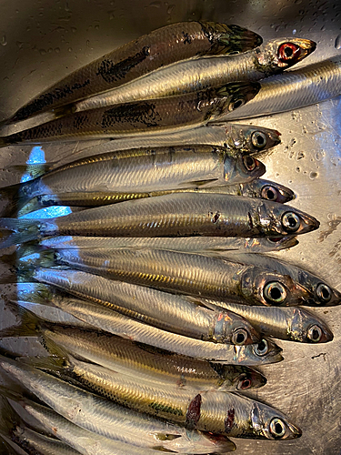 ウルメイワシの釣果