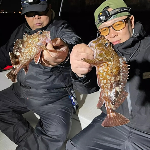 カサゴの釣果