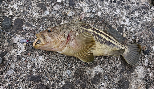 シマソイの釣果