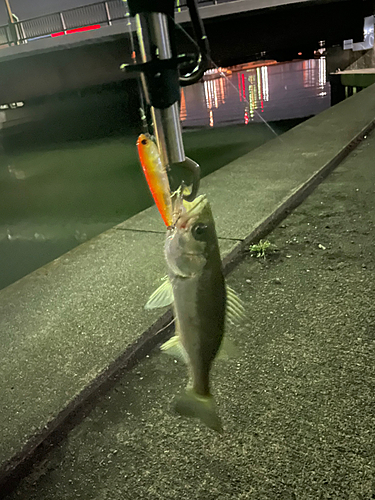 セイゴ（マルスズキ）の釣果