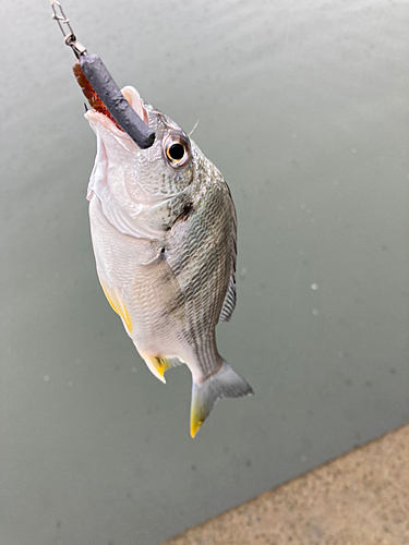 キビレの釣果