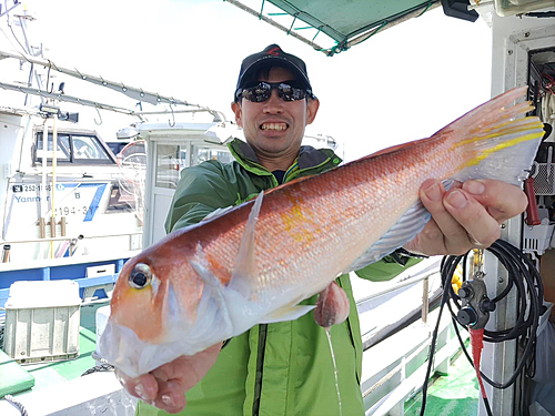 マダイの釣果