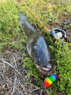 ナマズの釣果