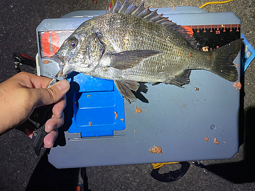 チヌの釣果