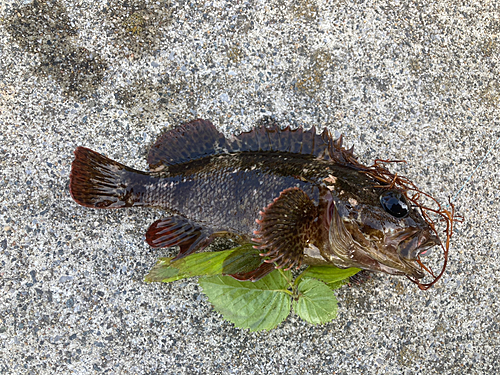 ムラソイの釣果