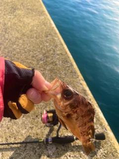 メバルの釣果