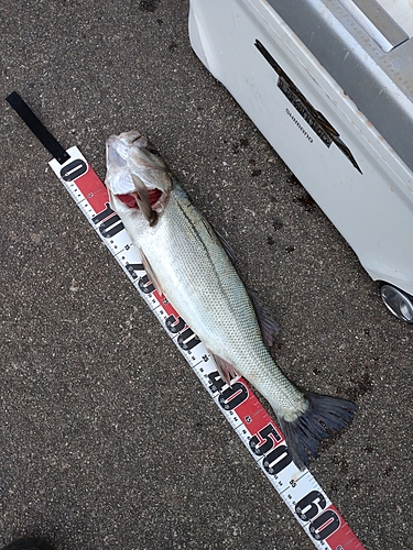 ハネ（マルスズキ）の釣果