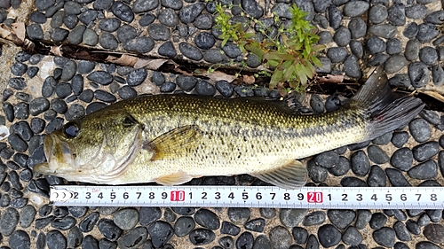 ブラックバスの釣果