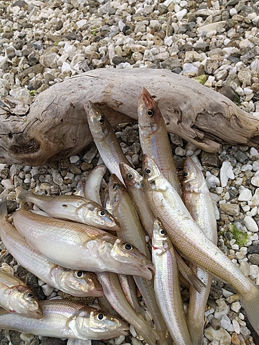 キスの釣果