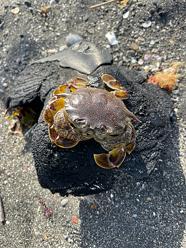 カニの釣果