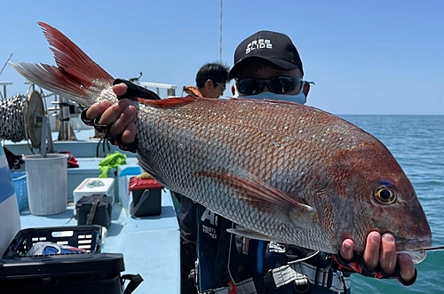 マダイの釣果