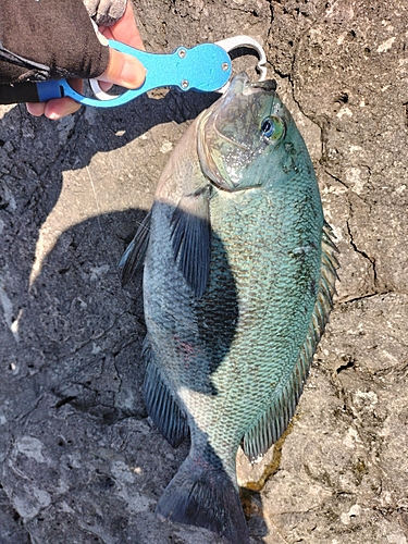 クチブトグレの釣果