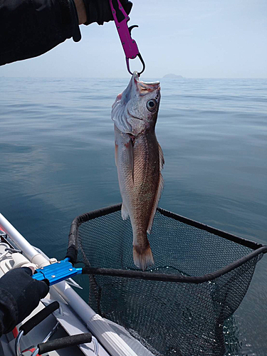 クログチの釣果