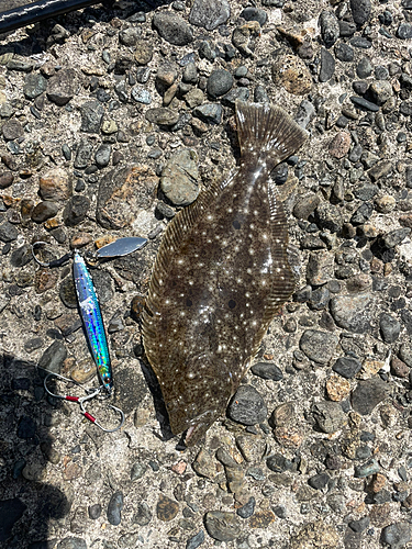 ヒラメの釣果