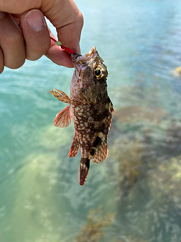 釣果