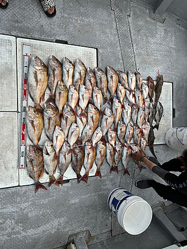 タイの釣果