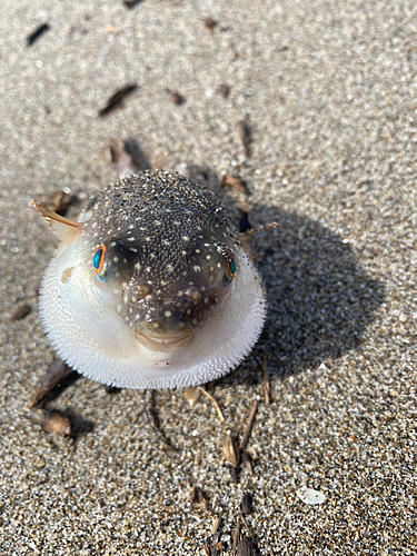 フグの釣果