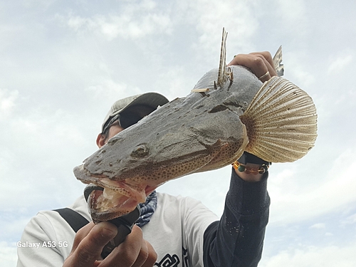 マゴチの釣果