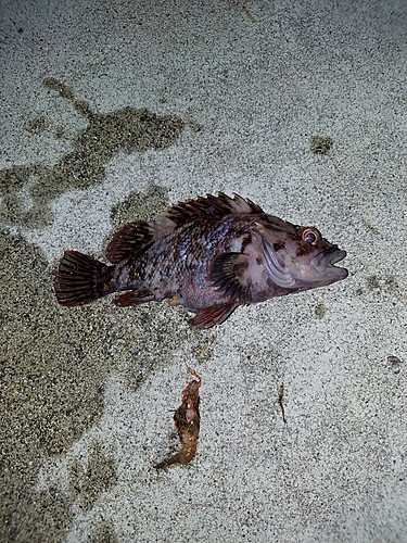 オウゴンムラソイの釣果