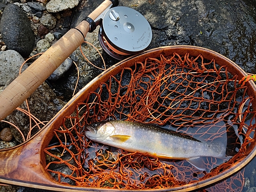 イワナの釣果