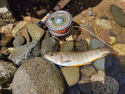 イワナの釣果