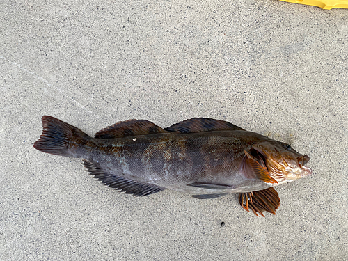 アイナメの釣果