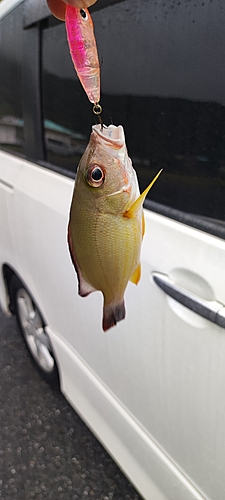 オキフエダイの釣果