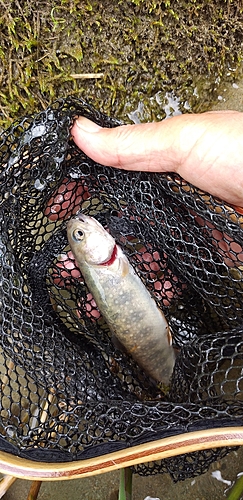 イワナの釣果