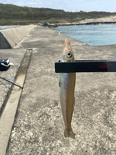 キスの釣果