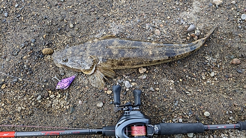 マゴチの釣果