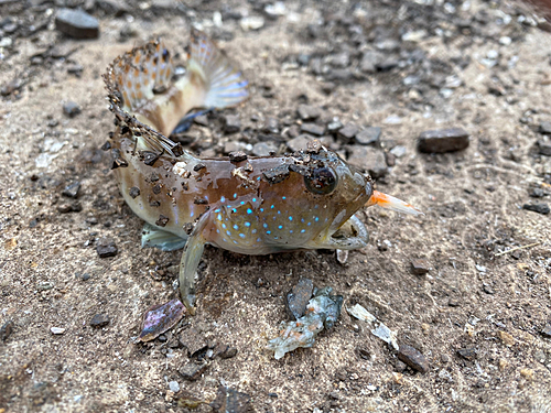 ハゼの釣果