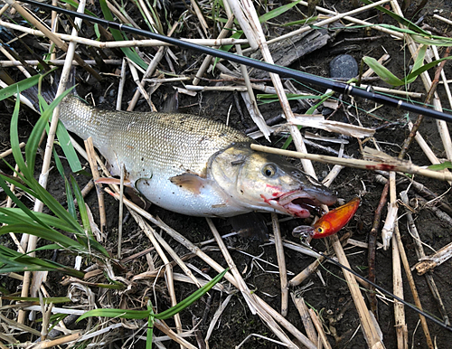 ウグイの釣果