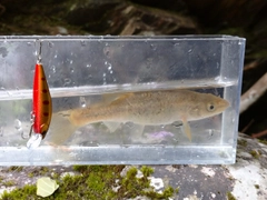 タカハヤの釣果